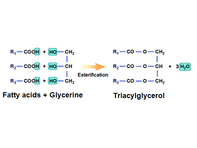 Esterification